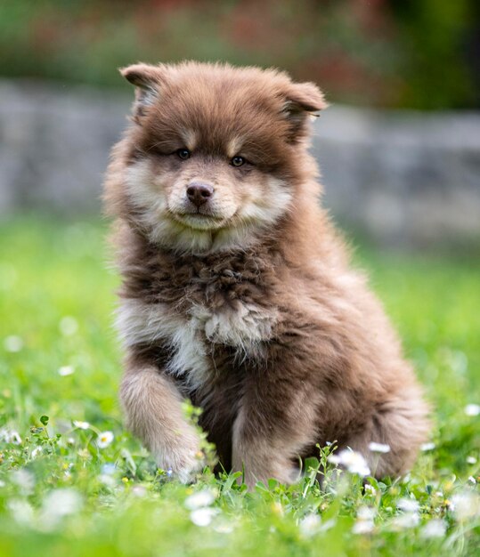 Lapphund finlandese in un giardino