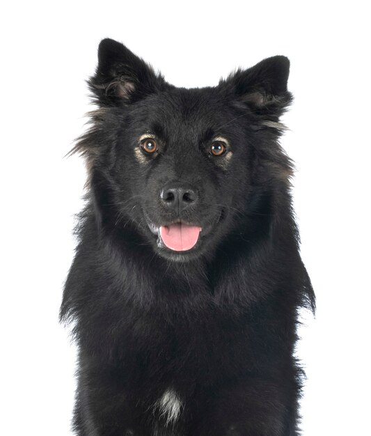 Lapphund finlandese isolato su bianco