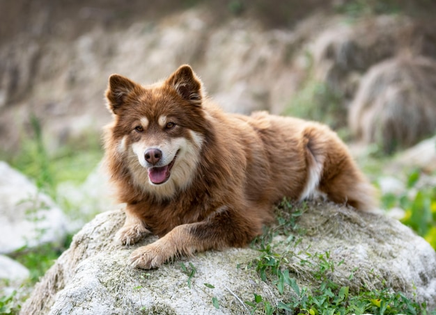 Lapphund finlandese marrone che cammina nella natura