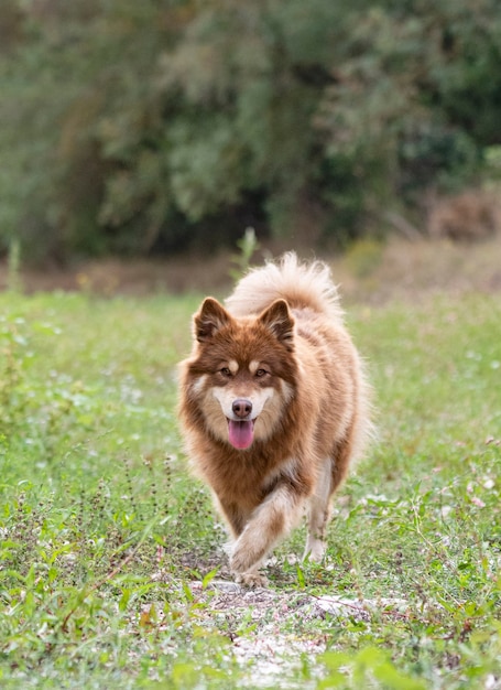 Lapphund finlandese marrone che cammina nella natura