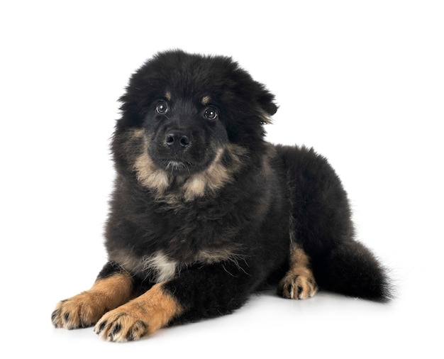 Lapphund finlandese