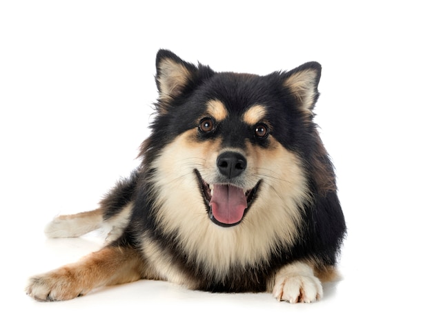 Lapphund finlandese