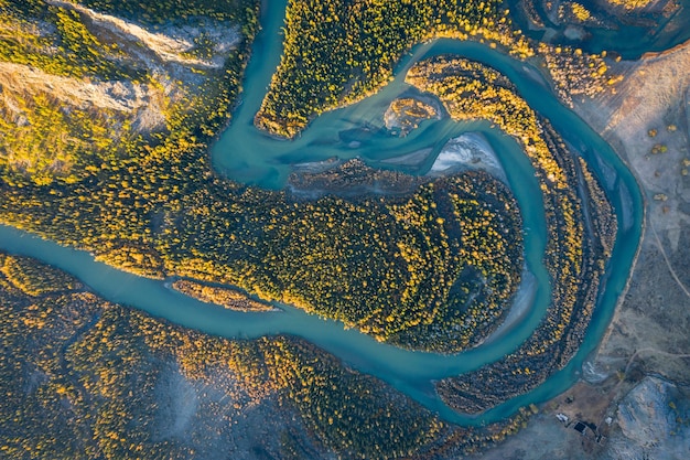 Larici gialli e meandro del fiume Chuya in autunno. Vista aerea verticale dall'alto verso il basso. Kurai Steppa, Altai, Russia