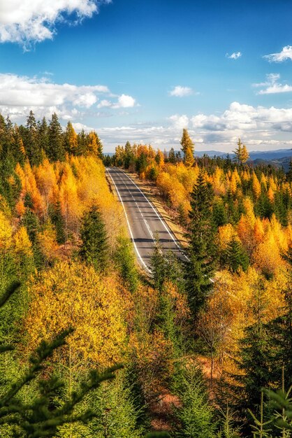 Larici gialli europei nella foresta autunnale colorata con strada asfaltata vuota