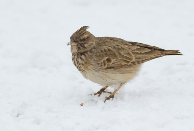 Lark crestata galerida Un uccello cammina nella neve in cerca di cibo