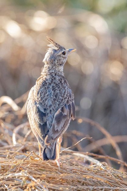 Lark crestato Galerida cristata Malaga Spagna