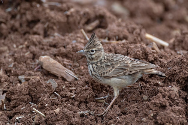 Lark crestato Galerida cristata Malaga Spagna