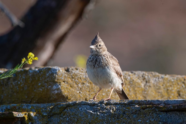 Lark crestato Galerida cristata Malaga Spagna