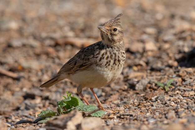 Lark crestato Galerida cristata Malaga Spagna