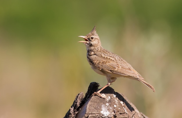 Lark crestato Galerida cristata Un uccello si siede su un vecchio ceppo e canta