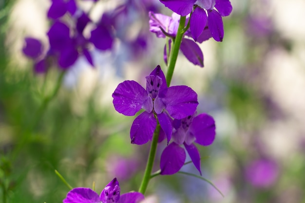 Larkspur delphinium consolida rocket closeup di fiori di campo blu e viola