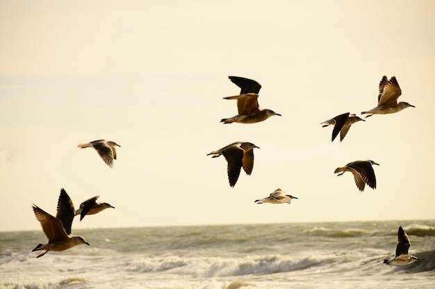 Larus fuscus - Il gabbiano ombra è una specie di uccello caradriforme della famiglia dei Laridae.