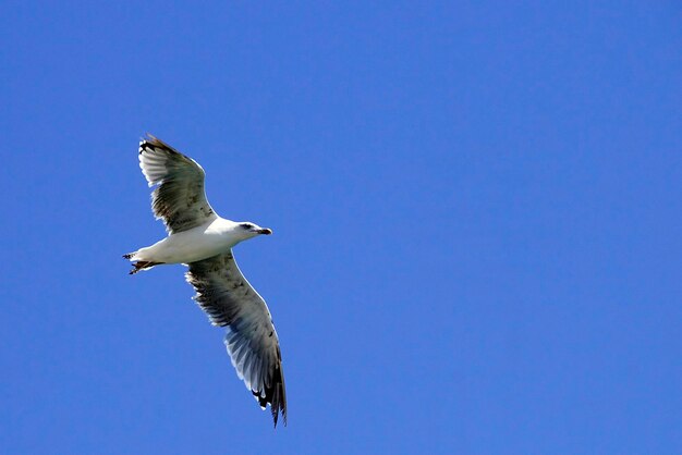 Larus fuscus - Il gabbiano ombra è una specie di uccello caradriforme della famiglia dei Laridae.