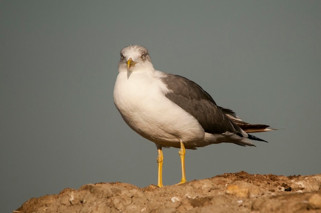 Larus fuscus - Il gabbiano ombra è una specie di uccello caradriforme della famiglia dei Laridae.