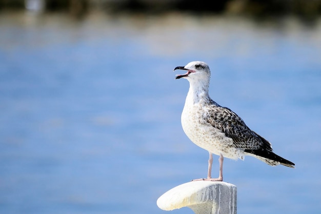 Larus fuscus - Il gabbiano ombra è una specie di uccello caradriforme della famiglia dei Laridae.