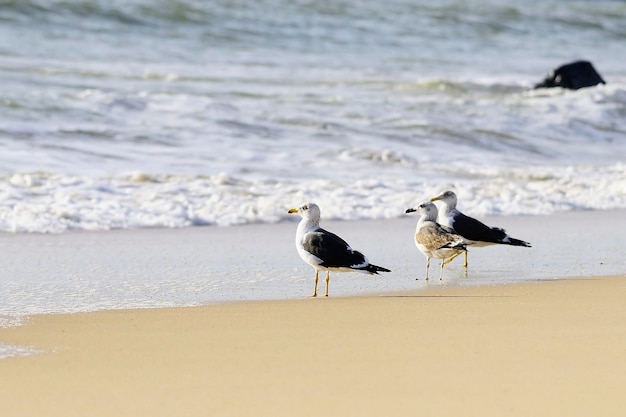 Larus fuscus - Il gabbiano ombra è una specie di uccello caradriforme della famiglia dei Laridae.