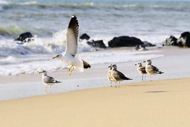 Larus fuscus - Il gabbiano ombra è una specie di uccello caradriforme della famiglia dei Laridae.