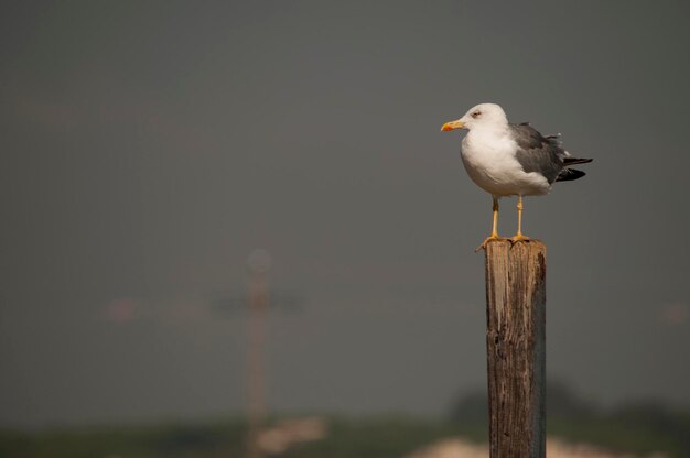 Larus fuscus - Il gabbiano ombra è una specie di uccello caradriforme della famiglia dei Laridae.