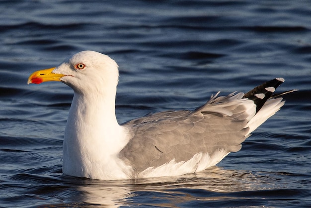 Larus michahellis è un gabbiano mediterraneo comune in aiguamolls emporda girona spagna