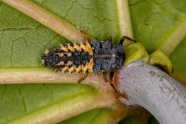 Larva asiatica del coleottero