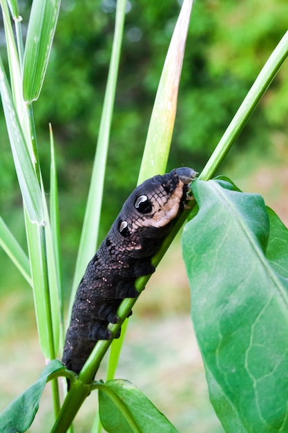 Larva del lepidottero di falco di elefante (Deilephila elpenor) sul ramo verde