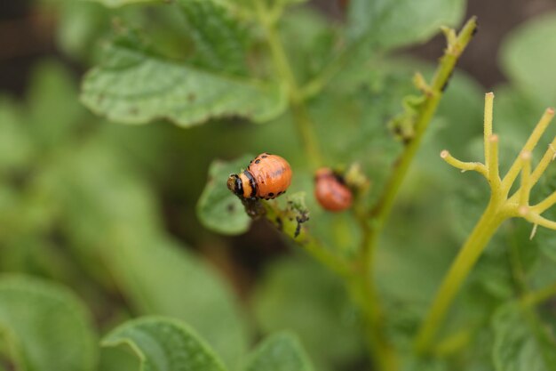 Larva di colorado beetle sulla pianta di patata all'aperto primo piano