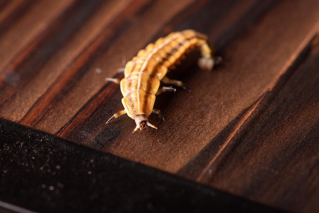 Larva di lucciola piccola larva di lucciola fotografata con obiettivo macro su fuoco selettivo superficie di legno rustico