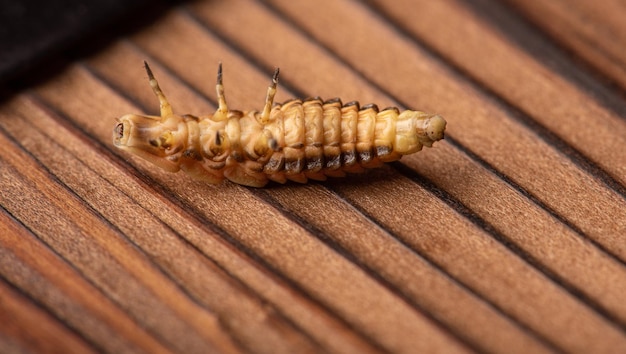 Larva di lucciola piccola larva di lucciola fotografata con obiettivo macro su fuoco selettivo superficie di legno rustico