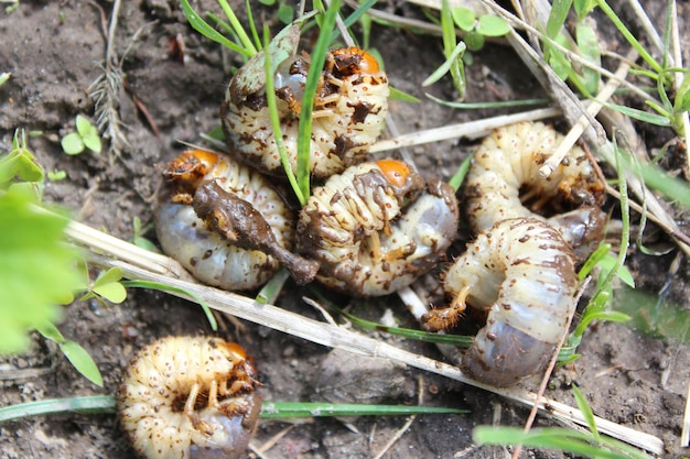 larva di maggiolino in posa a terra