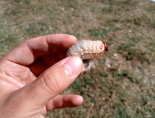 Larve di scarabeo rinoceronte nella mano di un uomo Grande larva di scarabeo scarabeo rinoceronte