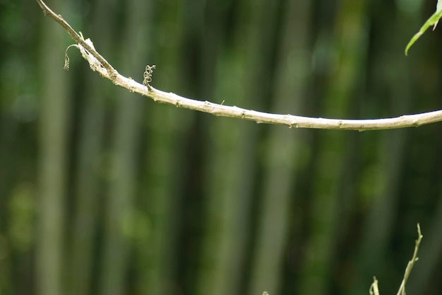 las plantas y el medio ambiente