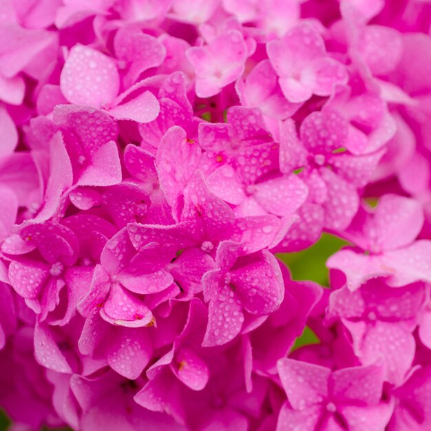 Lascia che crescano L'ortensia sboccia in una giornata di sole Fiori che sbocciano nel giardino estivo Pianta di ortensia in fiore Ortensia rosa in piena fioritura Fiori appariscenti in estate