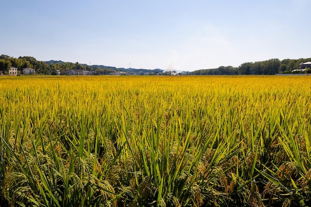 Lascia che lo splendido scenario vicino alla natura assaggi il cibo e goditi la vita