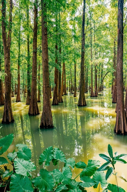 Lascia che lo splendido scenario vicino alla natura assaggi il cibo e goditi la vita.