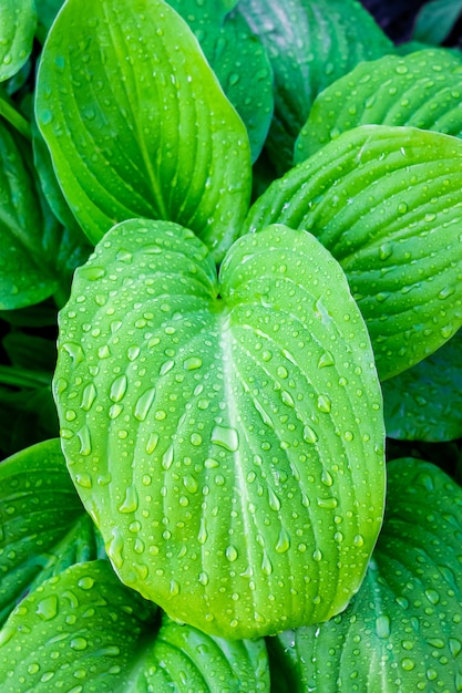 Lascia Hosta con gocce di rugiada. Mattina in giardino