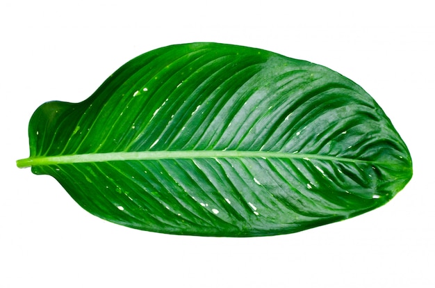 Lascia il calathea ornata sfondo gessato