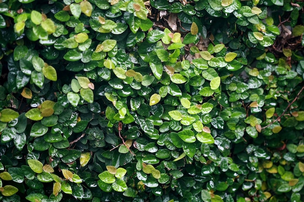 Lascia la carta da parati del fondo di struttura degli alberi della foresta tropicale