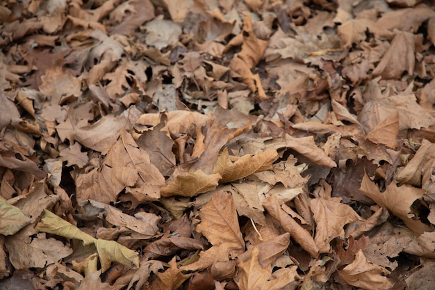 Lascia lo sfondo naturale morto del congedo autunnale caduto a terra