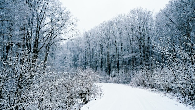 Lasciando la strada nella foresta invernale