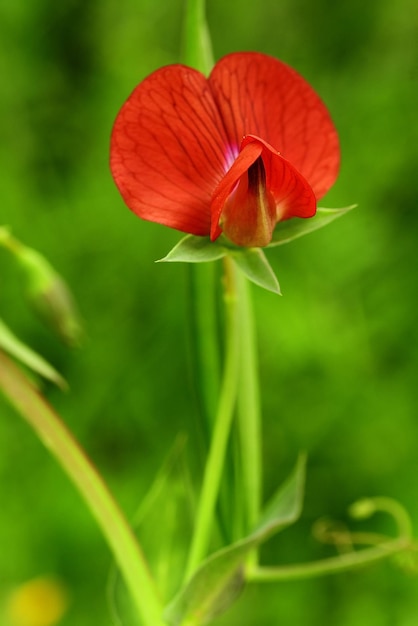 Lathyrus cicera Il pisello montano è una pianta della famiglia delle Fabaceae