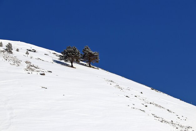 Lato della montagna innevata con due alberi e cielo blu profondo chiaro