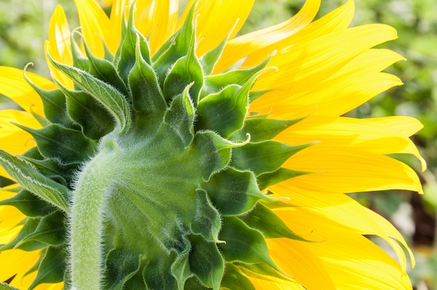 Lato posteriore del girasole fresco.