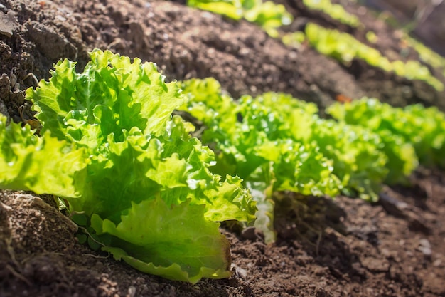 Lattuga biologica soleggiata che cresce nel giardino, vista ravvicinata di verdure fresche