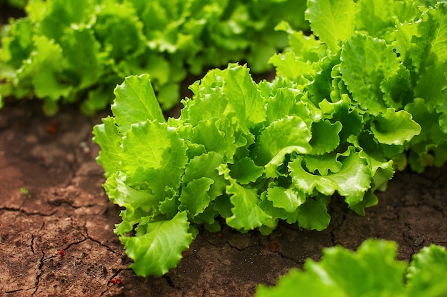 Lattuga di freschezza organica che cresce su un giardino