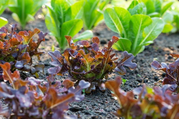 Lattuga di quercia rossa nella trama vegetale