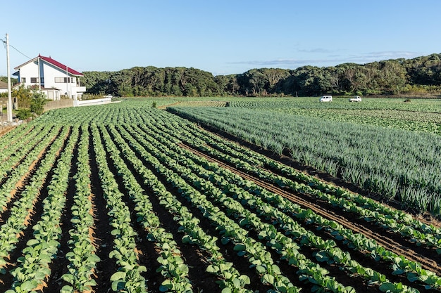 Lattuga fresca e campo di cipolla verde