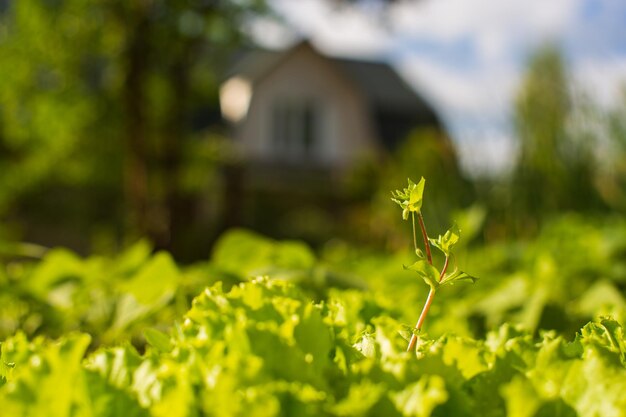 Lattuga giovane verde lascia il primo piano in una giornata estiva in un giardino rurale Pianta agricola che cresce nella fila del letto Coltivazione alimentare naturale verde