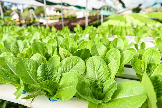 Lattuga idroponica che cresce in insalata di lattuga fattoria idroponica giardino biologico