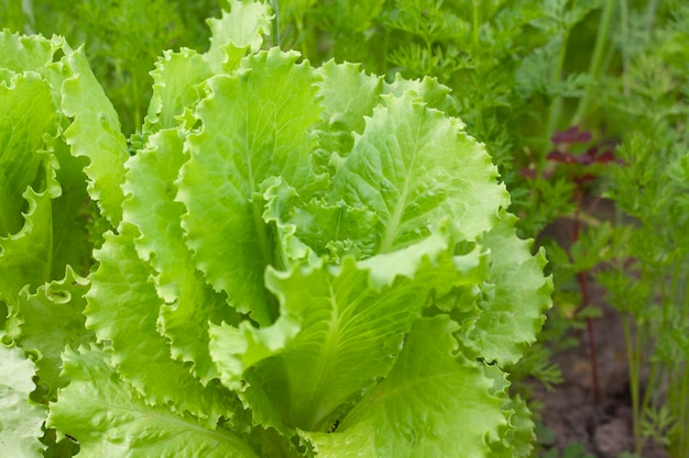 Lattuga in un giardino in serra