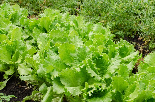 Lattuga organica fresca che cresce nell'insalata di foglie verdi del giardino sul letto del giardino